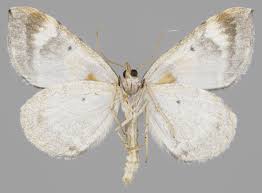 Attēlu rezultāti vaicājumam “Eulithis pyropata”