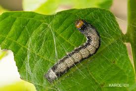 Attēlu rezultāti vaicājumam “Orthosia munda larva”