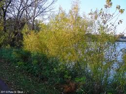 Attēlu rezultāti vaicājumam “Salix”