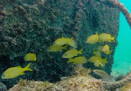 Image result for Haemulon flavolineatum