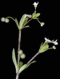 Attēlu rezultāti vaicājumam “Galium trifidum”