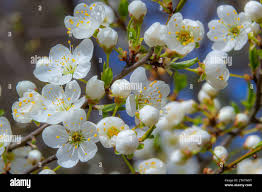 Attēlu rezultāti vaicājumam “Prunus cerasifera var. divaricata flower”