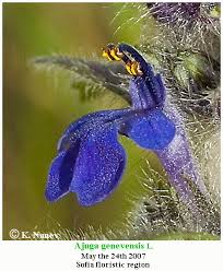 Attēlu rezultāti vaicājumam “Ajuga genevensis flower”