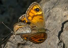 Attēlu rezultāti vaicājumam “Lasiommata maera underside”