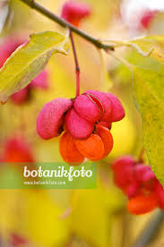 Attēlu rezultāti vaicājumam “Euonymus europaeus fruit”