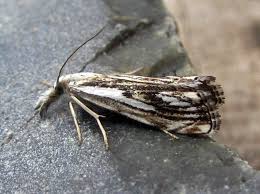 Attēlu rezultāti vaicājumam “Catoptria falsella”