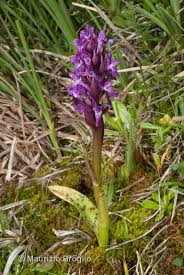 Attēlu rezultāti vaicājumam “Dactylorhiza cruenta”