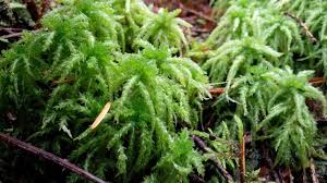 Attēlu rezultāti vaicājumam “Platydictya jungermannioides macro”