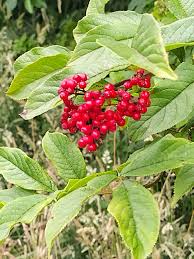 Attēlu rezultāti vaicājumam “Sambucus racemosa fruit”