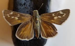 Attēlu rezultāti vaicājumam “Hesperiidae”