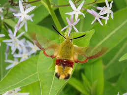 Attēlu rezultāti vaicājumam “Hemaris fuciformis”