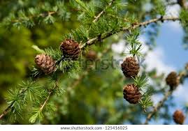 Attēlu rezultāti vaicājumam “Larix decidua var. polonica”