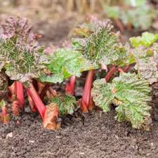 Attēlu rezultāti vaicājumam “Rheum rhabarbarum leaf”