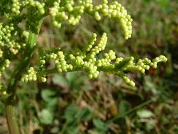 Attēlu rezultāti vaicājumam “Botrychium multifidum”
