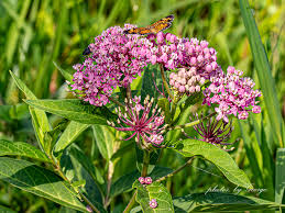 Attēlu rezultāti vaicājumam “Asclepiadaceae”