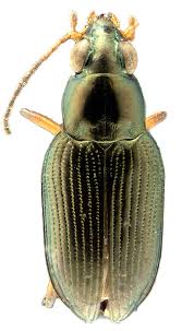 Attēlu rezultāti vaicājumam “Bembidion litorale”