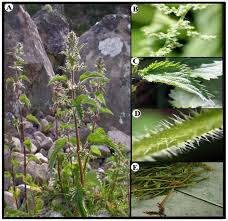 Attēlu rezultāti vaicājumam “Urtica dioica flower”