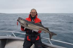 Image result for Pollachius virens