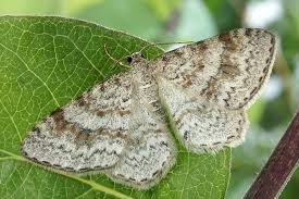 Attēlu rezultāti vaicājumam “Hydrelia sylvata”