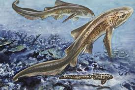 Image result for Stegostoma tigrinum