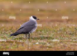 Attēlu rezultāti vaicājumam “Stercorarius parasiticus adult”