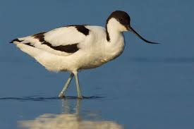 Attēlu rezultāti vaicājumam “Recurvirostra avosetta”