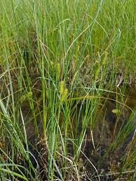 Attēlu rezultāti vaicājumam “Carex rostrata”