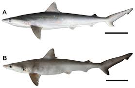 Image result for Rhizoprionodon longurio