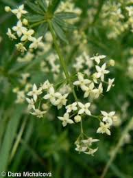 Attēlu rezultāti vaicājumam “Galium album”