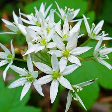 Attēlu rezultāti vaicājumam “Allium ursinum fruit”