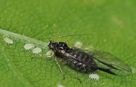 Attēlu rezultāti vaicājumam “Tetraneura ulmi”