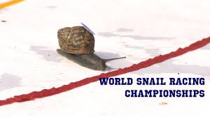 Image result for World Snail Racing Championships