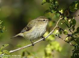 Image result for Phylloscopus humei