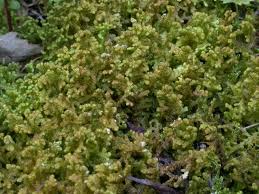 Attēlu rezultāti vaicājumam “Ptilidium pulcherrimum”