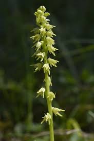 Attēlu rezultāti vaicājumam “Herminium monorchis”