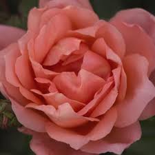 Image result for rosa aquatica