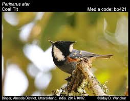 Attēlu rezultāti vaicājumam “Periparus ater”