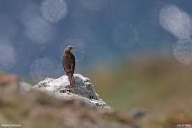 Attēlu rezultāti vaicājumam “Anthus petrosus adult”