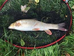 Image result for Cobham Court Angling Club