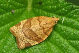 Attēlu rezultāti vaicājumam “Pandemis”