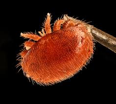 Attēlu rezultāti vaicājumam “Acari”