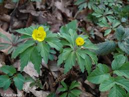 Attēlu rezultāti vaicājumam “Anemone ranunculoides leaf”