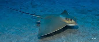 Image result for Myliobatis aquila