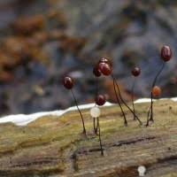 Attēlu rezultāti vaicājumam “Comatricha fragilis”