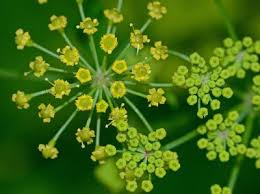 Image result for Pastinaca sativa