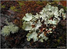 Attēlu rezultāti vaicājumam “Cetrelia sp.”