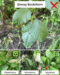 Attēlu rezultāti vaicājumam “Frangula alnus leaf”