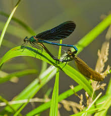 Attēlu rezultāti vaicājumam “Calopteryx virgo female”