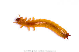 Attēlu rezultāti vaicājumam “Pyrochroidae larva”