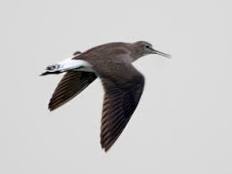 Attēlu rezultāti vaicājumam “Tringa ochropus”